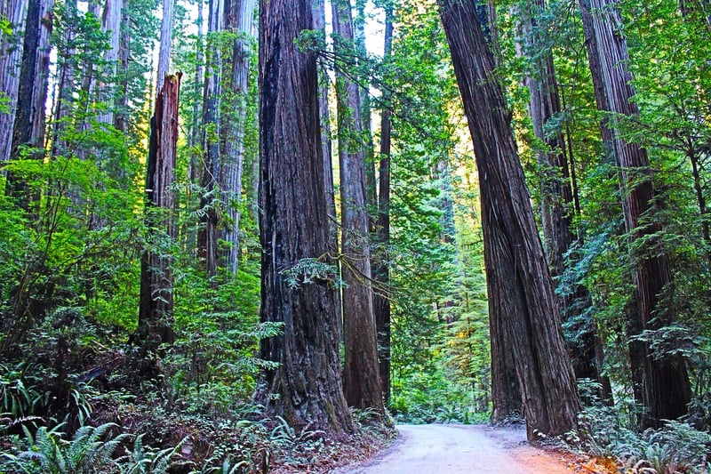 Redwood National Park, California
