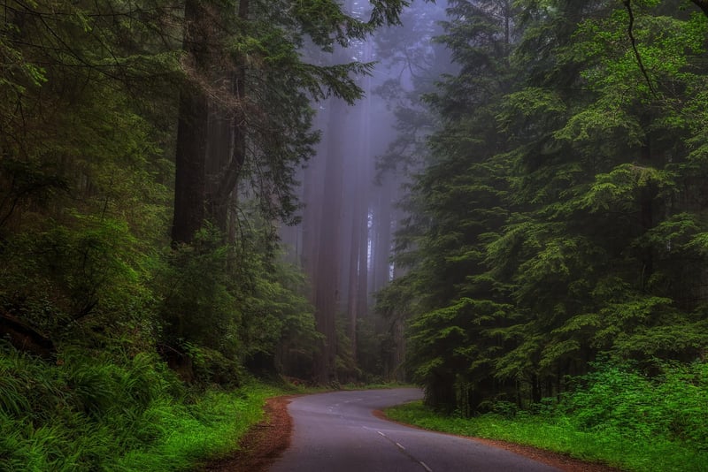 Redwood National and State Parks, California